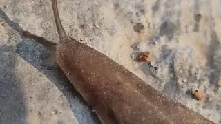 Galaxy S20 FE 5G Macro Video | Snail