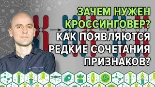 31. Зачем нужен кроссинговер? Как появляются редкие сочетания признаков?