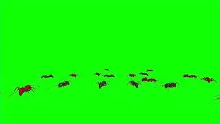 GREEN SCREEN ANTS BUGS ANIMATED HD | NO SOUND | FREE TO USE GRAPHICS ANIMATIONS