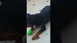 Dog eating a plastic toy