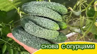 Спасла заболевшие огурцы