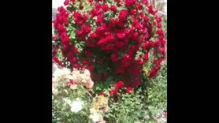 ŻYCZENIA  URODZINOWE.wmv