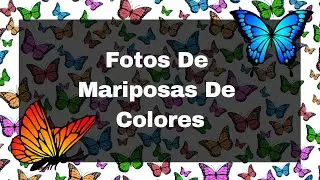 Fotos De Mariposas De Colores