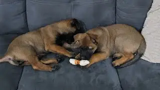 tug of war between puppies #puppy #cute #funny #dog #malinois #belgian #tugofwar