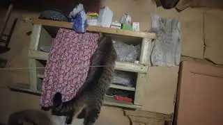 Кошка Алиска лазает в сенях 5 июня 2023 года