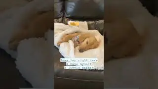 Comfy blankets by Alpha Paw! 🐶