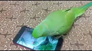 talking parrot | miyan mithu | ringneck 🦜 |#green #bird #ringneck #parrot #viral #