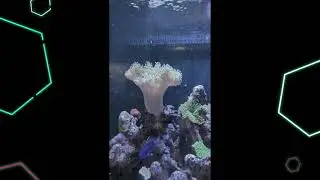 tigertropis v24