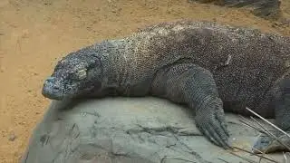 Animals and birds | Nature Video #trending #wildlife