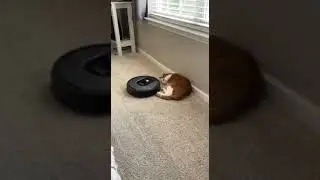 Don't brother, the boss is resting |  #funnyanimalvideos
