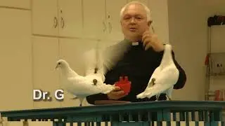 GnansTaubenmusik in Oldenburg