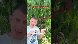 Фиделия - персик с уникальным вкусом!