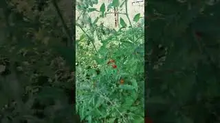 урожай томатов радует