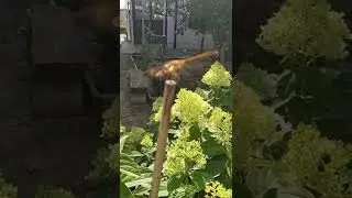 золотая стрекоза #стрекоза
