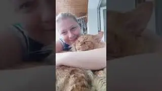 Мейн кун. Кот Джокер. Любимочка.