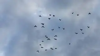 #Pigeons