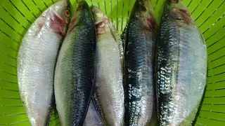 LAPZZ is live! Fish Cleaning Fringescale Sardinella "TAMBAN" 🐠