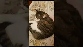 Bonita la bonita 😺 #9 Temporada 5 (2023)