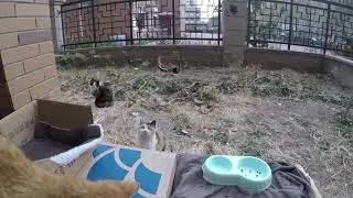 猫咪后院的小猫子们