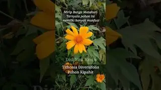 Did You Know : Tithonia diversifolia - Kipahit #shorts #herbal