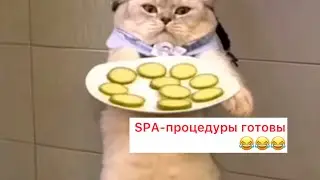 Ловким движением ножа…😂😂😂 #приколысживотными #ржака #смешныекоты #cat #animals #приколы #коты