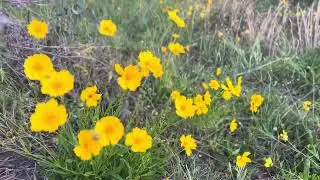 Yellow Wild Flowers Free Footage