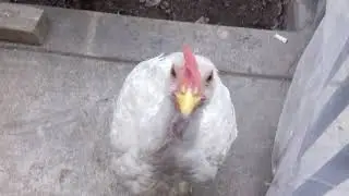 Hola :D