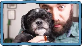 OH MY DOG!