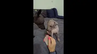 Xolo puppy girl and her father