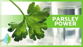 What is PARSLEY good for? 🌿💚 | Top Benefits, Properties & Possible Side Effects