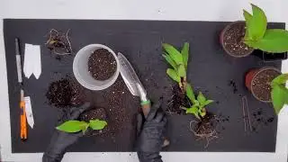 Splitting Your Canna Lilies 2021