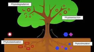 Phytoremediation | Wikipedia audio article