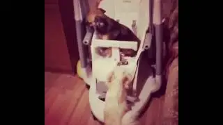 Чихуахуа и детский стульчик PegPerego