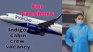 Indigo Is Hiring Freshers Cabin crew Online- All Questions Answered How to apply