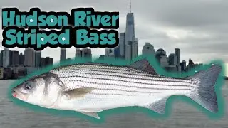Striped Bass Fishing with a New York City View