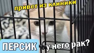 Кот Персик с новообразованием. Привет из клиники!