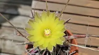 Leuchtenbergia principis in bloom August 2024
