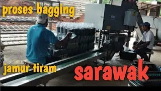 proses bagging media tanam jamur tiram .🇲🇾