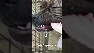 XL American Bully Puppy Eating A Raw Chicken Wing (Dog Crunching ASMR 😍)