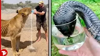 Animals That Asked People for Help | Kindness Caught On Camera