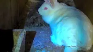 Белая крольчиха