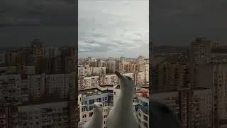 Любопытные подружки прилетели в гости. Васильевский остров. Петербург. 