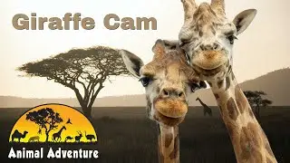 Oliver & Johari - Giraffe Deck Cam - Animal Adventure Park