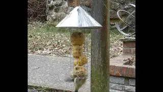 Palline di cibo per uccelletti