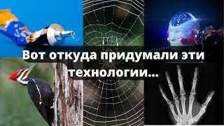 5 технологий, которые создали людьми, вдохновленными природой!