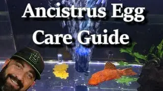 Ancistrus Bristlenose Pleco Egg Care