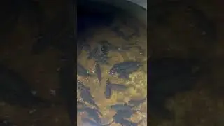 Красавцы лини для Вашего пруда!