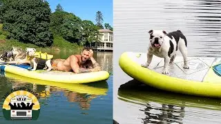A few of my favorite summer lake moments with the pack | The Asher House