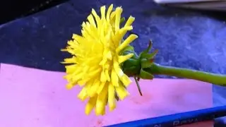 Одуванчик из холодного фарфора \ How to make a dandelion from a cold porcelain