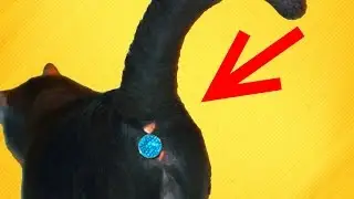 5 СТРАННЫХ ИЗОБРЕТЕНИЙ ДЛЯ КОШЕК